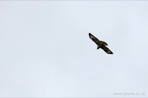 Buzzards flying over Woollams