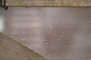 Caught in the Spiderweb