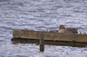 Rutland Nature Reserve, April 2015