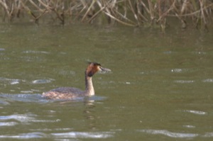 Rutland Nature Reserve, April 2015