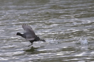 Rutland Nature Reserve, April 2015