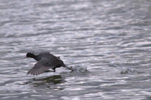 Rutland Nature Reserve, April 2015