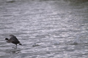 Rutland Nature Reserve, April 2015