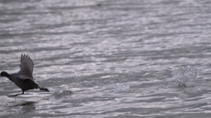 Rutland Nature Reserve, April 2015