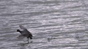 Rutland Nature Reserve, April 2015