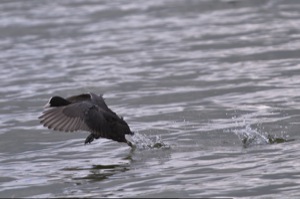 Rutland Nature Reserve, April 2015