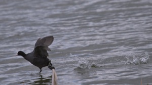 Rutland Nature Reserve, April 2015