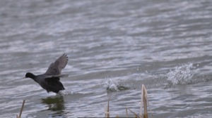 Rutland Nature Reserve, April 2015