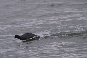 Rutland Nature Reserve, April 2015
