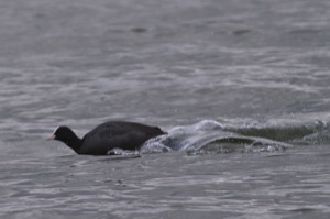 Rutland Nature Reserve, April 2015