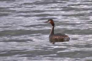 Rutland Nature Reserve, April 2015