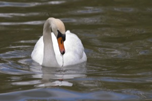 Rutland Nature Reserve, April 2015
