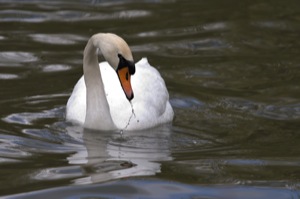Rutland Nature Reserve, April 2015