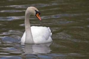 Rutland Nature Reserve, April 2015
