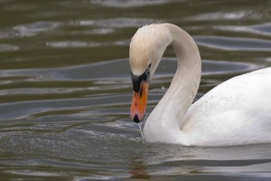 Rutland Nature Reserve, April 2015