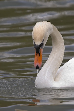 Rutland Nature Reserve, April 2015