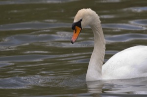 Rutland Nature Reserve, April 2015