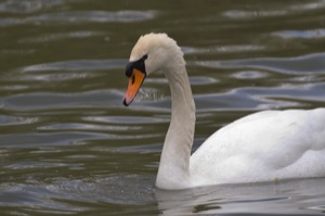 Rutland Nature Reserve, April 2015