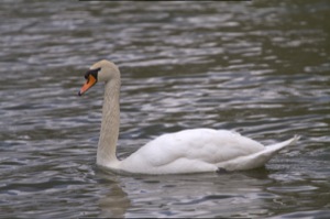 Rutland Nature Reserve, April 2015