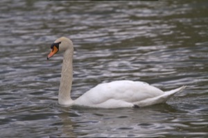 Rutland Nature Reserve, April 2015