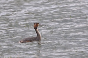 Rutland Nature Reserve, April 2015