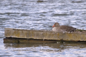 Rutland Nature Reserve, April 2015