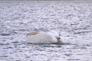Rutland Nature Reserve, April 2015