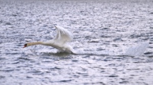 Rutland Nature Reserve, April 2015
