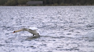Rutland Nature Reserve, April 2015