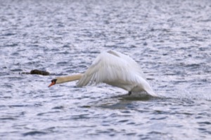 Rutland Nature Reserve, April 2015