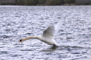 Rutland Nature Reserve, April 2015