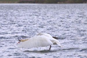 Rutland Nature Reserve, April 2015