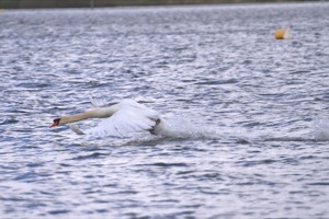 Rutland Nature Reserve, April 2015
