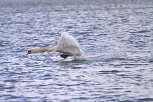 Rutland Nature Reserve, April 2015