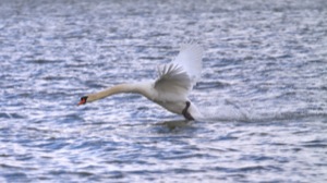 Rutland Nature Reserve, April 2015