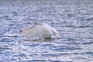 Rutland Nature Reserve, April 2015