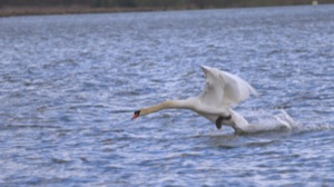 Rutland Nature Reserve, April 2015