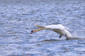 Rutland Nature Reserve, April 2015