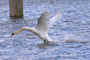 Rutland Nature Reserve, April 2015