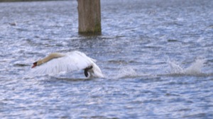 Rutland Nature Reserve, April 2015