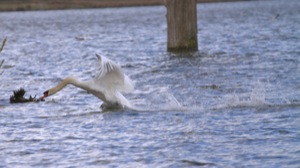 Rutland Nature Reserve, April 2015