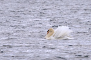 Rutland Nature Reserve, April 2015