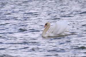 Rutland Nature Reserve, April 2015