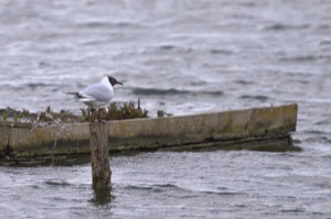 Rutland Nature Reserve, April 2015