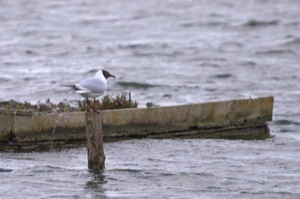 Rutland Nature Reserve, April 2015