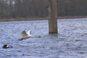 Rutland Nature Reserve, April 2015