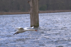 Rutland Nature Reserve, April 2015