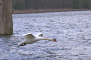 Rutland Nature Reserve, April 2015