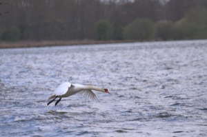 Rutland Nature Reserve, April 2015