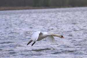 Rutland Nature Reserve, April 2015